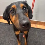 Pies do adopcji