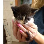 Znaleziono kota