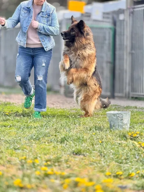Pies do adopcji, Piła, 3 maja 2026 (3/5)