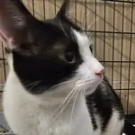 Znaleziono kota