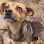 Pies do adopcji
