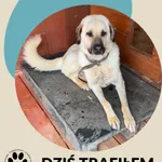 Znaleziono psa
