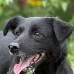 Pies do adopcji