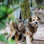 Pies do adopcji