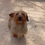 Pies do adopcji