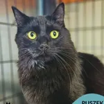 Kot do adopcji