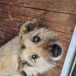 Pies do adopcji
