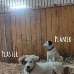 Pies do adopcji