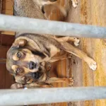Pies do adopcji