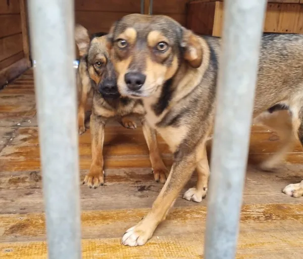 Pies do adopcji, Rytlów, 15 czerwca 2026