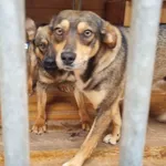 Pies do adopcji