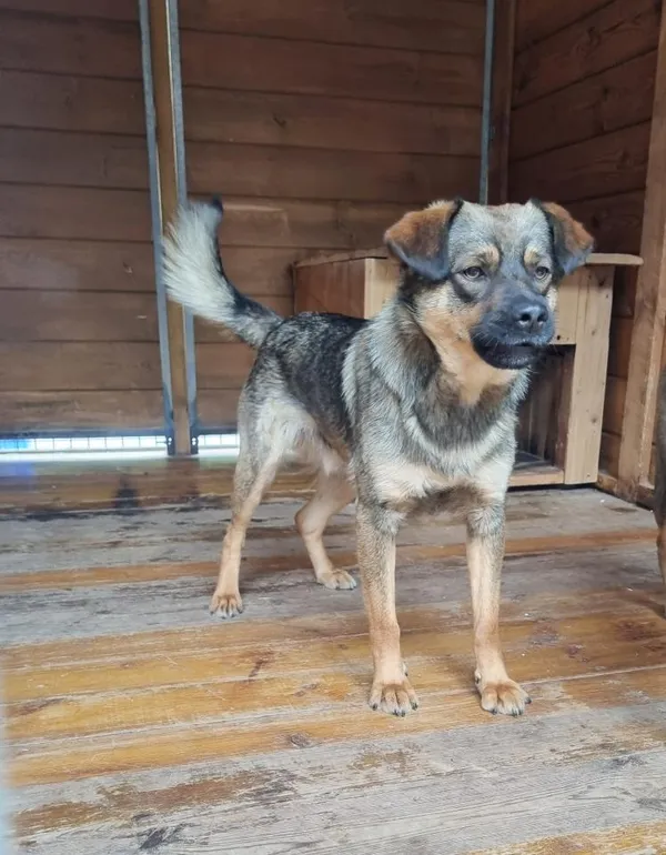 Pies do adopcji, Rytlów, 15 czerwca 2026