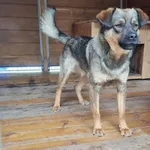 Pies do adopcji