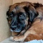 Pies do adopcji
