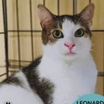 Kot do adopcji