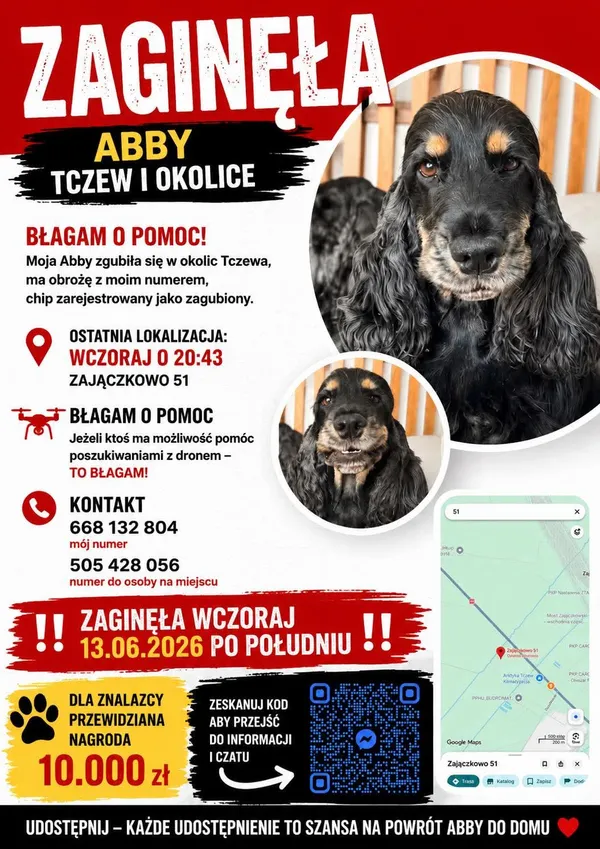 Zaginął pies, Zajączkowo, 15 czerwca 2026 (1/2)
