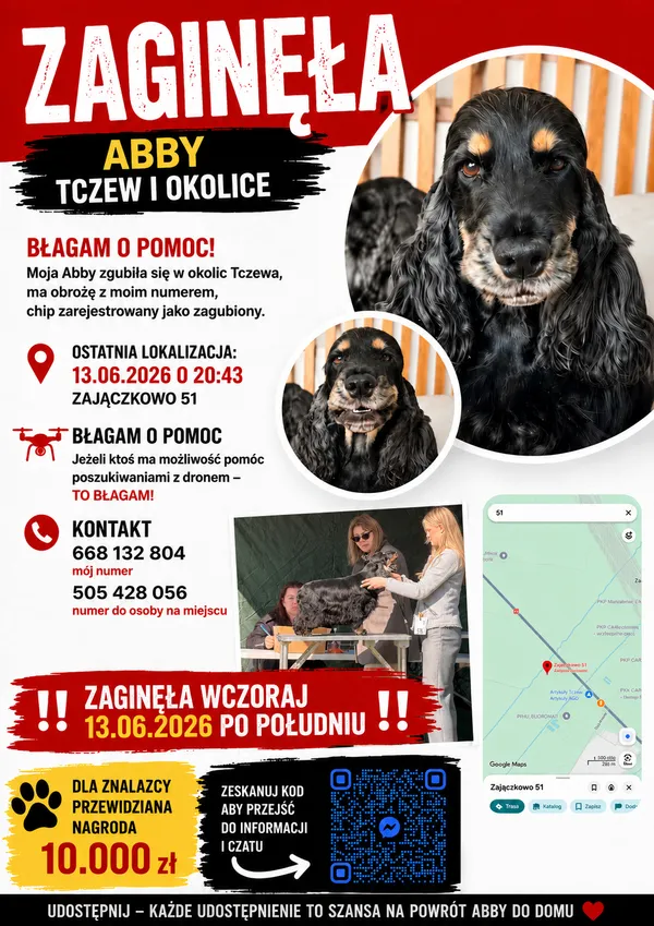 Zaginął pies, Zajączkowo, 15 czerwca 2026