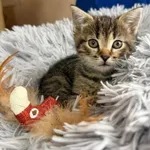 Kot do adopcji