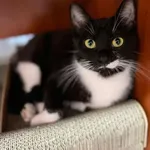 Kot do adopcji