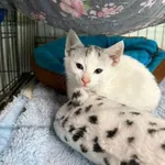 Kot do adopcji