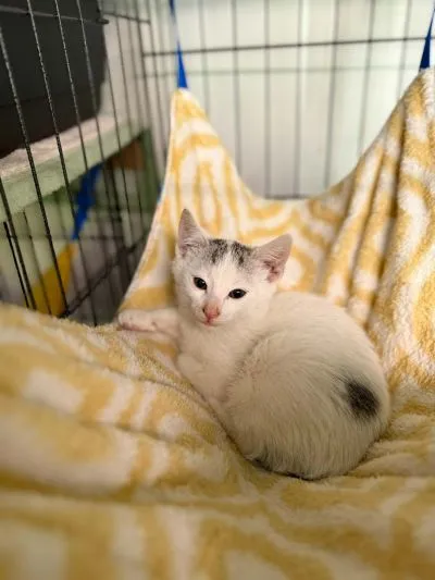 Kot do adopcji, Głowno, 15 czerwca 2026 (3/3)