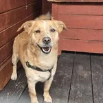 Pies do adopcji