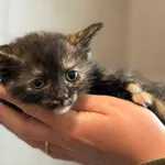 Kot do adopcji