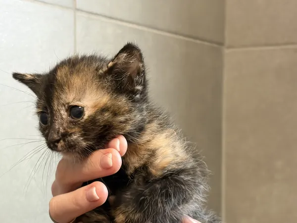 Kot do adopcji, Bełchatów, 17 maja 2026 (4/5)