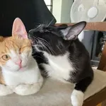 Kot do adopcji