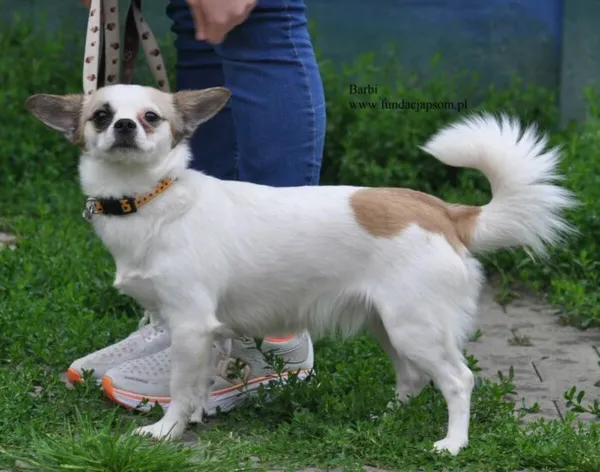 Pies do adopcji, Nowy Dwór Mazowiecki, 16 czerwca 2026 (1/5)