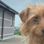 Znaleziono psa