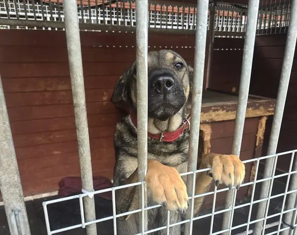 Pies do adopcji, Gorzów Wielkopolski, 9 czerwca 2026