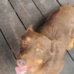 Pies do adopcji