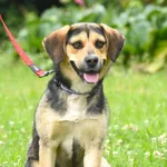 Pies do adopcji