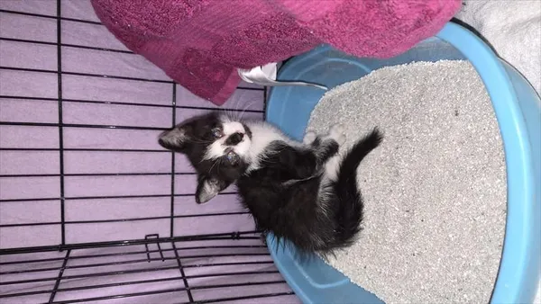 Kot do adopcji, Choszczno, 10 czerwca 2026