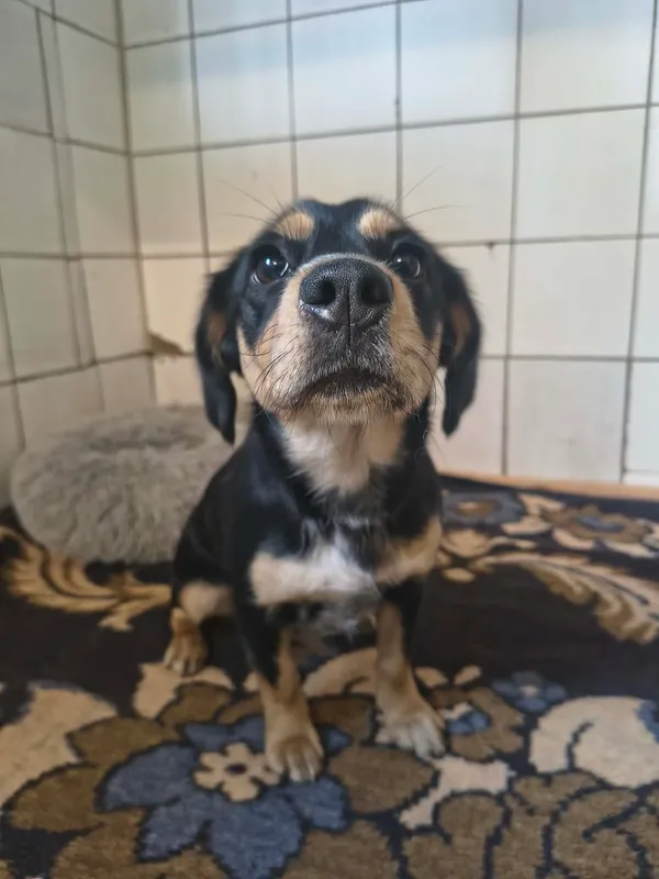 Pies do adopcji, Orzechowce, 17 czerwca 2026 (1/5)