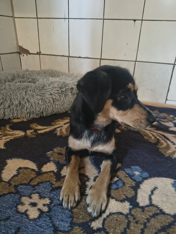 Pies do adopcji, Orzechowce, 17 czerwca 2026 (2/5)