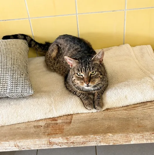 Kot do adopcji, Wrocław, 5 lutego 2026