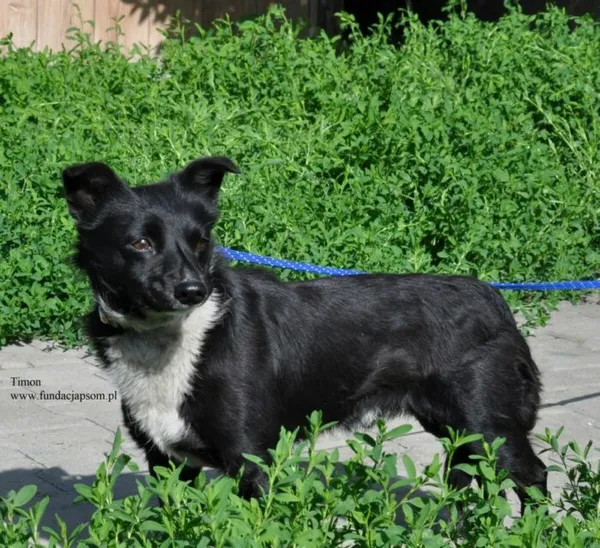 Pies do adopcji, Nowy Dwór Mazowiecki, 17 czerwca 2026 (2/5)