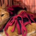 Kot do adopcji