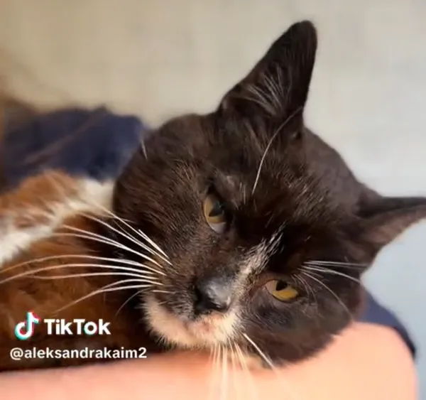 Kot do adopcji, Radom, 7 października 2026