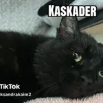Kot do adopcji