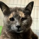 Kot do adopcji