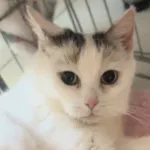 Kot do adopcji