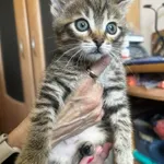 Kot do adopcji