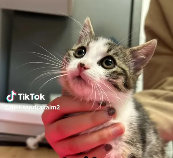 Kot do adopcji, Radom, 16 czerwca 2026