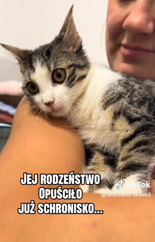 Kot do adopcji, Radom, 3 września 2026
