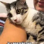 Kot do adopcji
