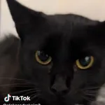 Kot do adopcji
