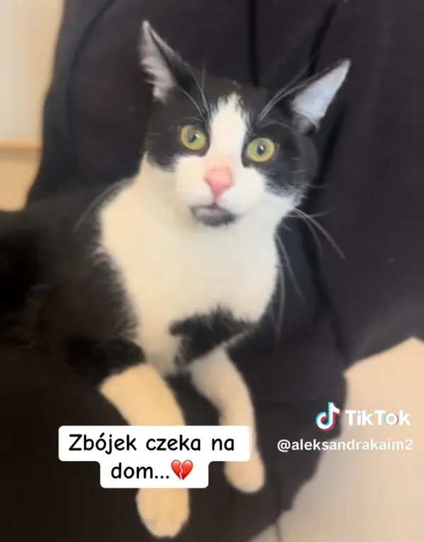 Kot do adopcji, Radom, 1 maja 2026